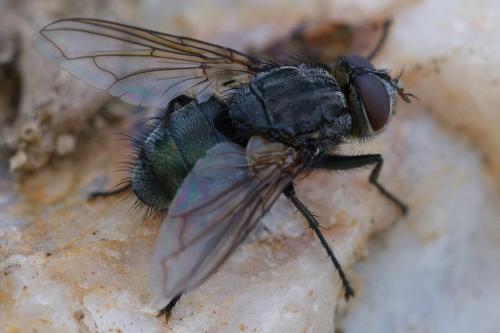 Réf. 350 421 : Bellardia vulgaris