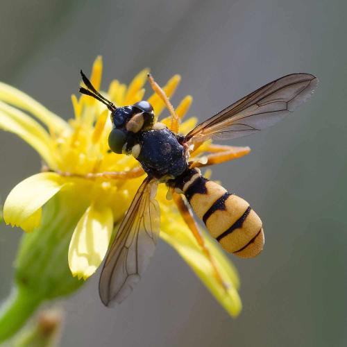 Réf. 350 400 : Conops vitellinus