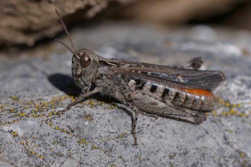 Réf. 350 520 : Omocestus raymondi raymondi