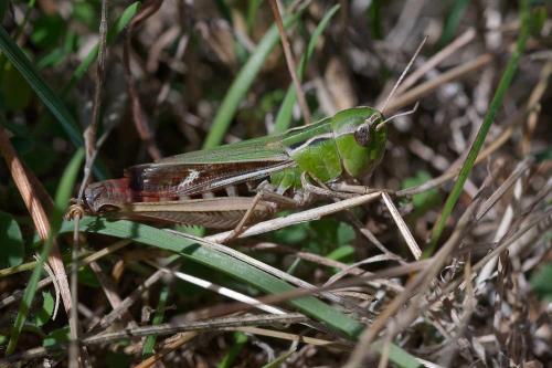 Réf. 350 512 : Stenobothrus lineatus lineatus