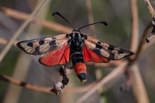Réf. 350 557 : Zygaena fausta