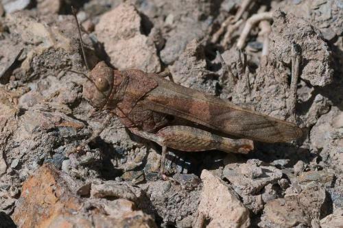 Réf. 350 656 : Oedipoda germanica germanica