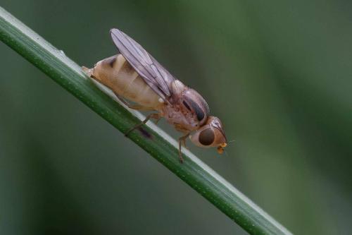 Réf. 350 663 : Chlorops interruptus
