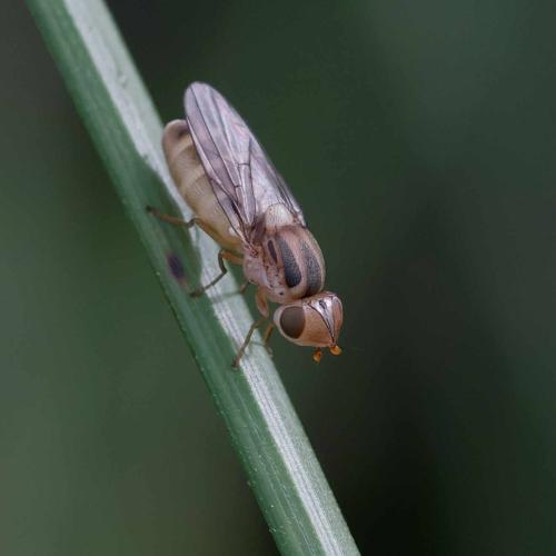 Réf. 350 585 : Chlorops interruptus
