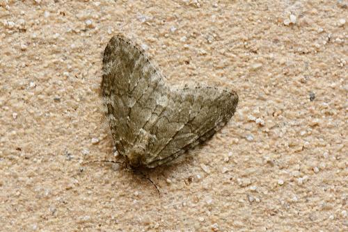 Epirrita sp.
