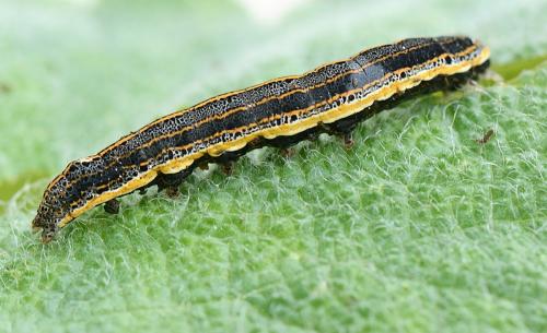 Aedia leucomelas