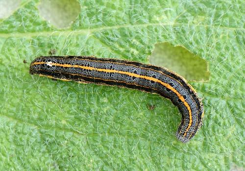 Aedia leucomelas