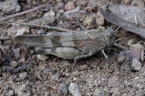 Réf. 350 704 : Oedipoda sp.