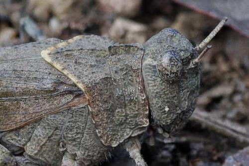 Réf. 350 784 : Oedipoda sp.