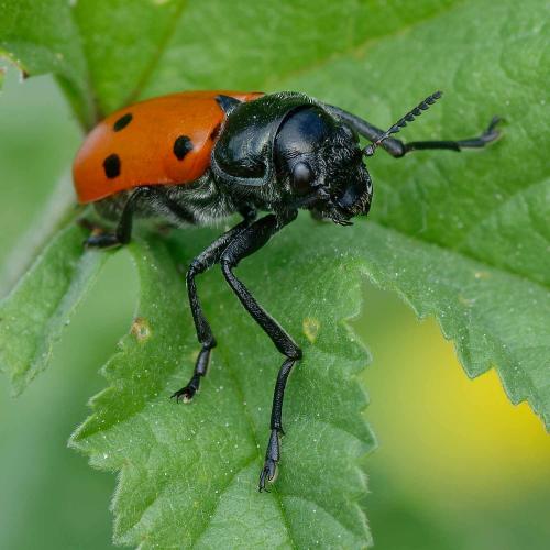 Réf. 350 441 : Lachnaia paradoxa