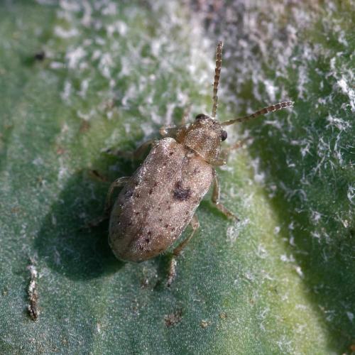 Réf. 350 677 : Monoxia obesula