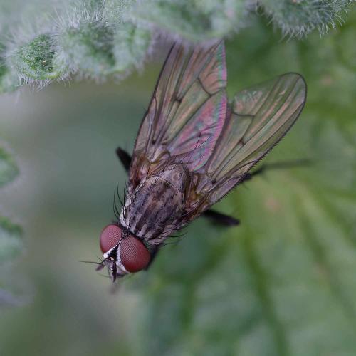 Réf. 350 874 : Anthomyia sp.