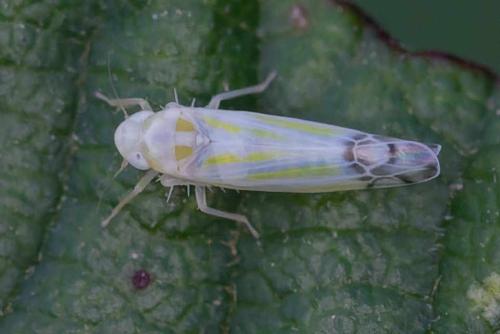 Ribautiana tenerrima