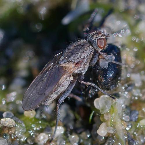 Fucellia maritima