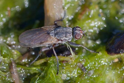 Fucellia maritima