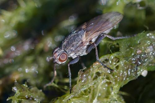 Fucellia maritima
