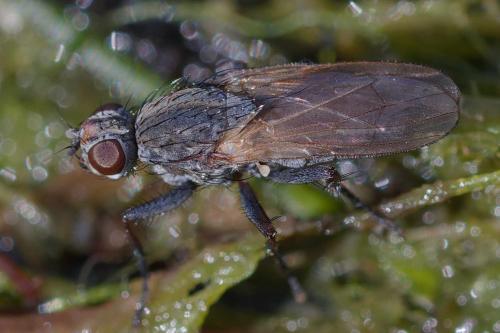 Fucellia maritima