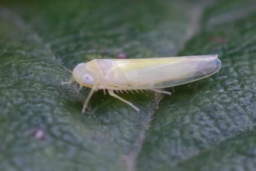 Réf. 350 816 : Alebra sp.