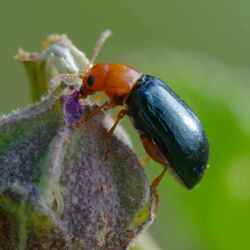 Réf. 350 450 : Podagrica fuscicornis