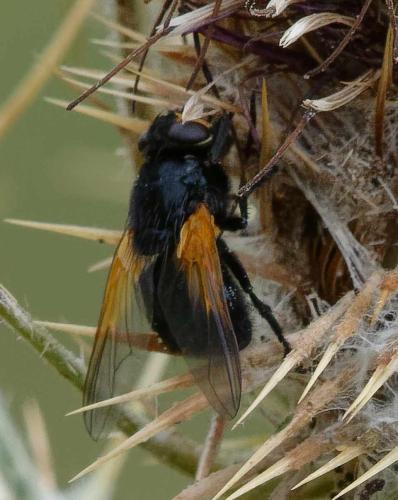 Réf. 350 934 : Mesembrina meridiana