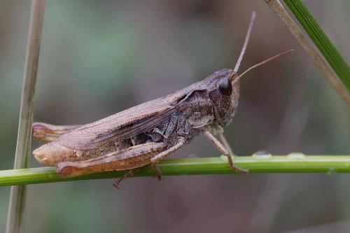Chorthippus apricarius apricarius