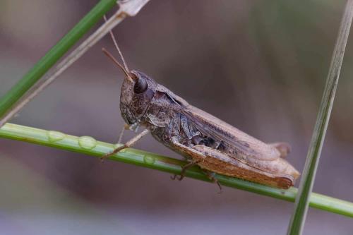 Chorthippus apricarius apricarius
