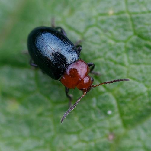 Podagrica fuscipes
