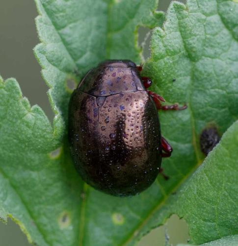 Chrysolina peregrina
