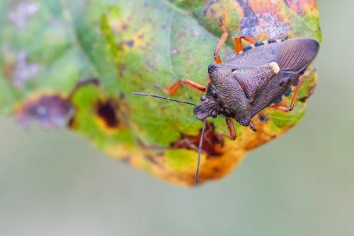 Pinthaeus sanguinipes