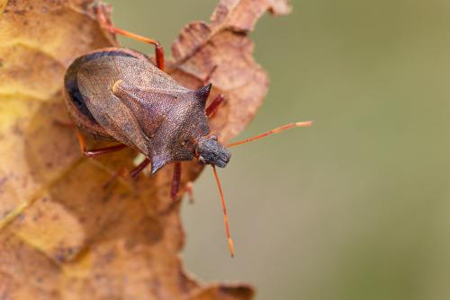 Picromerus bidens
