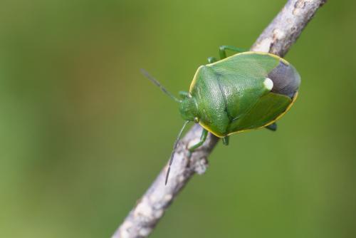 Réf. 350 291 : Chlorochroa juniperina