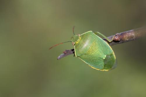 Acrosternum heegeri