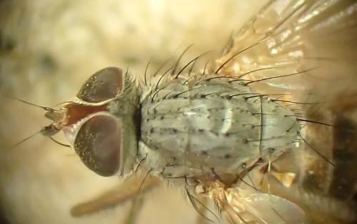 Réf. 350 817 : Pegomya sp.