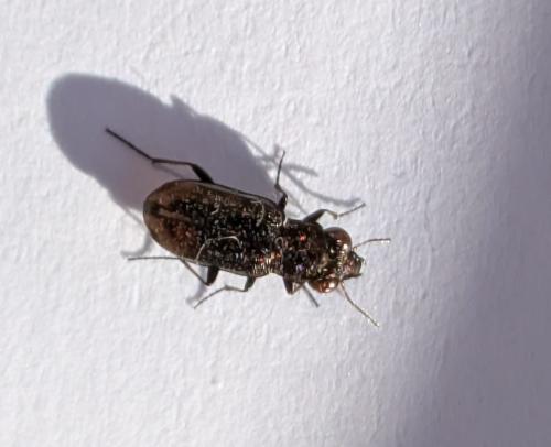 Réf. 350 558 : Notiophilus sp.