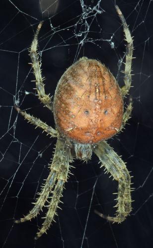 Araneus diadematus