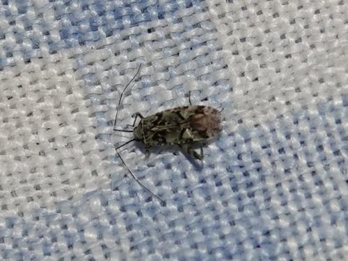 Réf. 350 715 : Phytocoris tiliae