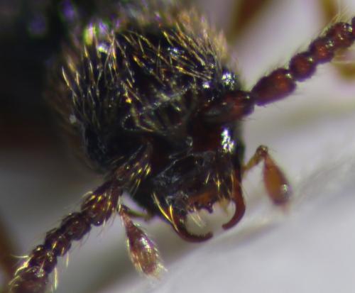 Euconnus carinthiacus