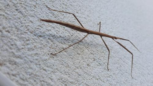 Clonopsis gallica