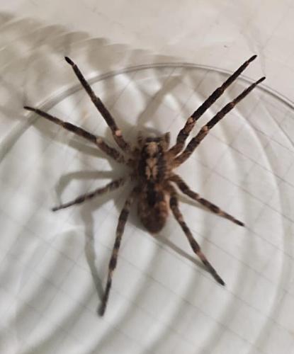 Réf. 350 445 : Zoropsis spinimana
