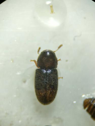 Cis sp.
