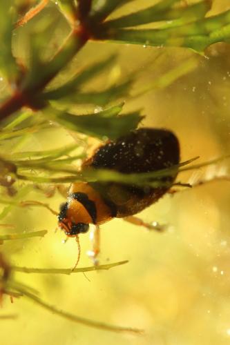 Hygrobia hermanni