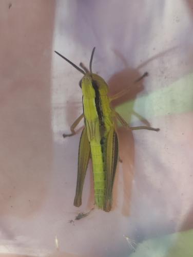 Euchorthippus declivus