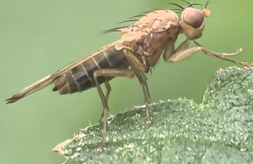 Opomyza sp.