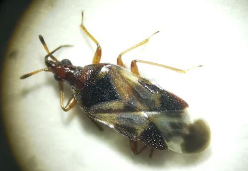 Anthocoris nemoralis