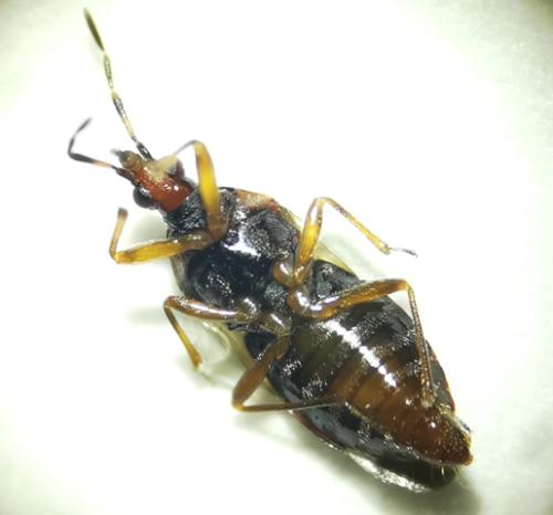 Réf. 350 572 : Anthocoris nemoralis