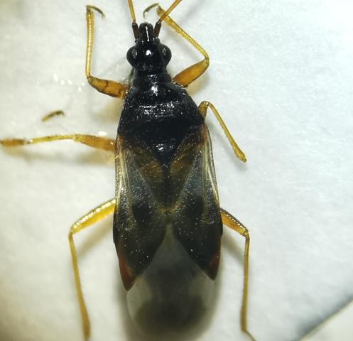 Anthocoris nemorum