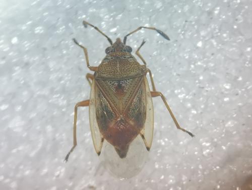 Kleidocerys ericae