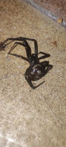 Steatoda grossa