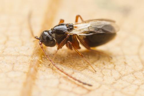 Réf. 350 425 : Eucoilinae inconnu