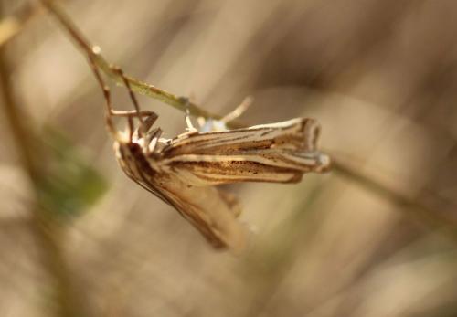 Ancylolomia sp.